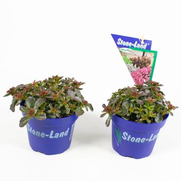 Sedum spurium SPOT ON DEEP ROSE