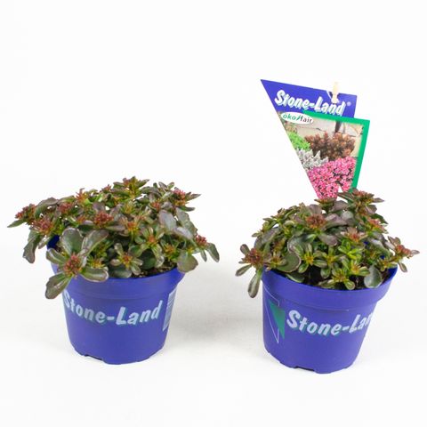 Sedum spurium SPOT ON DEEP ROSE