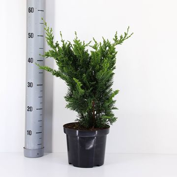 Chamaecyparis лавсониана 'Wisselii'