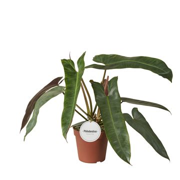 Philodendron atabapoense