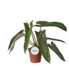 Philodendron atabapoense