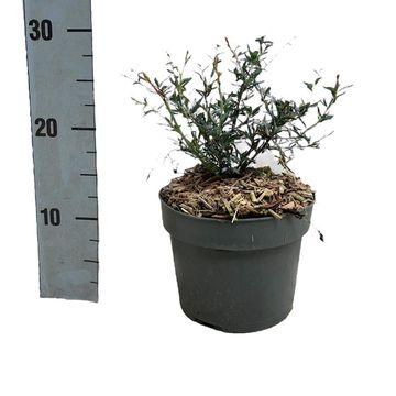 Berberis x stenophylla