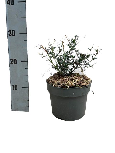 Berberis x stenophylla