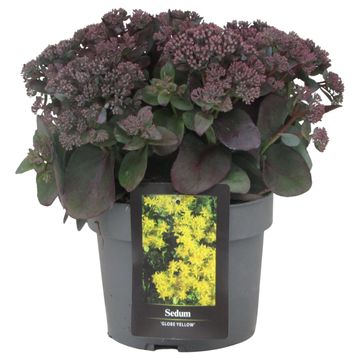 Sedum GLOBE YELLOW
