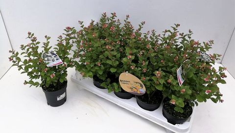 Симфорикарпус x doorenbosii