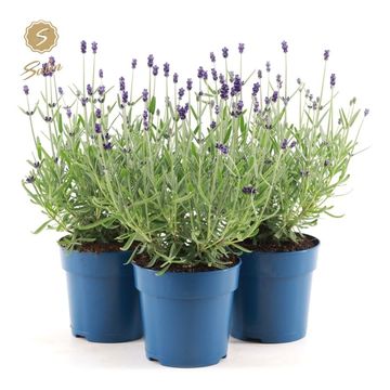 Lavandula angustifolia 'Felice Silver'