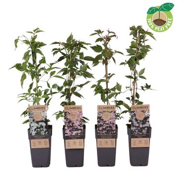 Clematis MONTANA MIX (M)