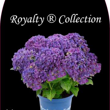 Гидрангея крупнолистная CURLY SPARKLE PURPLE