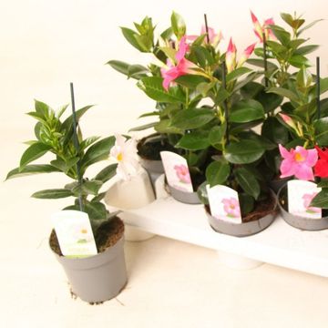 Mandevilla RIO MIX