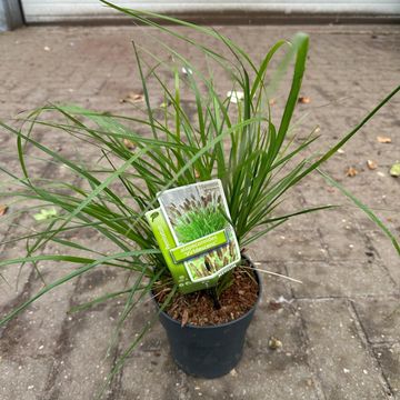 Pennisetum alopecuroides 'Viridescens'