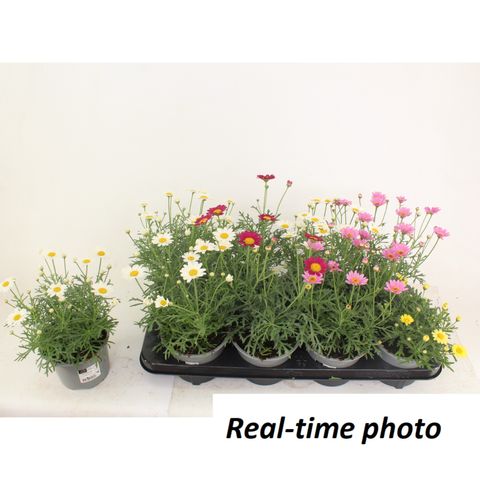 Argyranthemum frutescens MIX