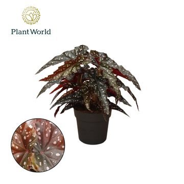 Begonia 'Black Forrest'