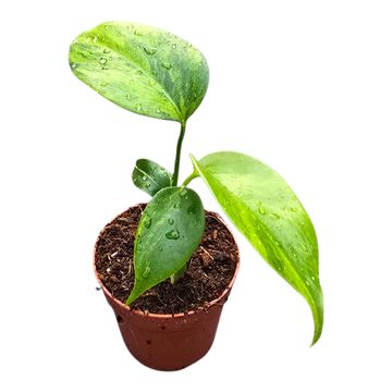 Monstera 'Green on Green'