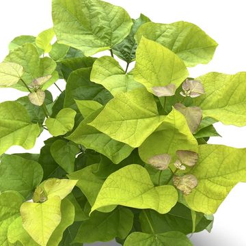 Catalpa bignonioides 'Aurea'