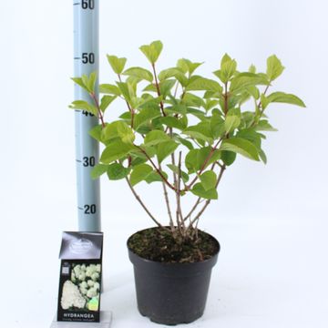 Hydrangea paniculata 'Silver Dollar'