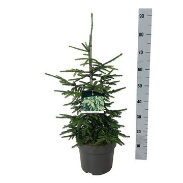 Picea orientalis 'Aureospicata'