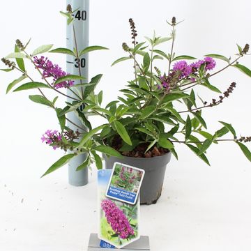 Buddleja FREE PETITE TUTTI FRUITTI