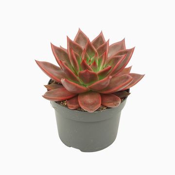 Echeveria agavoides 'Antares'