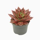 Echeveria agavoides 'Antares'