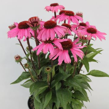Echinacea purpurea MOOODZ COURAGE