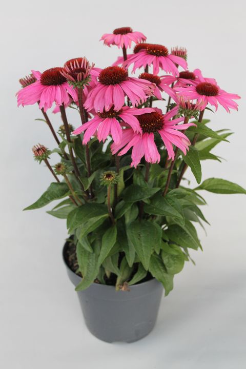 Echinacea purpurea MOOODZ COURAGE