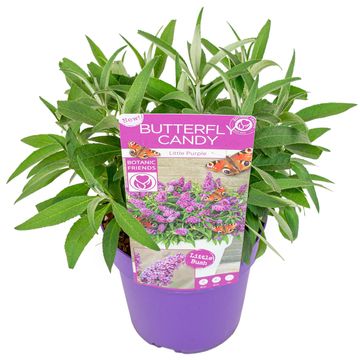 Buddleja davidii BUTTERFLY CANDY LITTLE PURPLE
