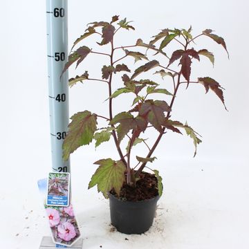 Hibiscus moscheutos CAROUSEL PINK CANDY