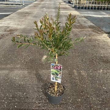 Callistemon BEESLEBUZZ INN