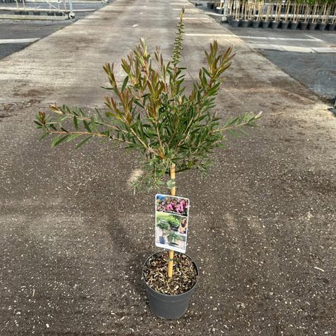 Callistemon BEESLEBUZZ INN