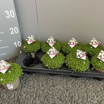 Isotoma axillaris 'White Star'