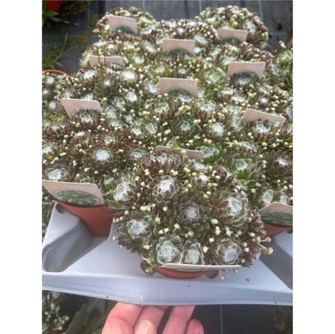 Sempervivum arachnoideum