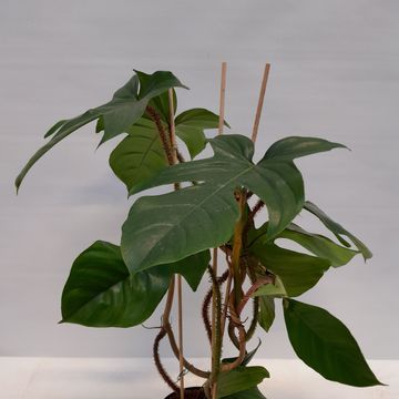 Philodendron squamiferum