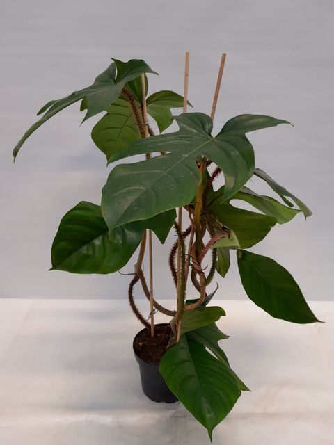 Philodendron squamiferum