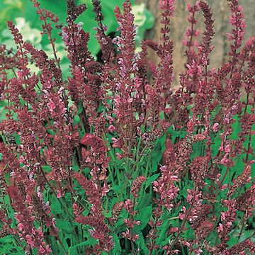 Salvia nemorosa 'Rose Queen'