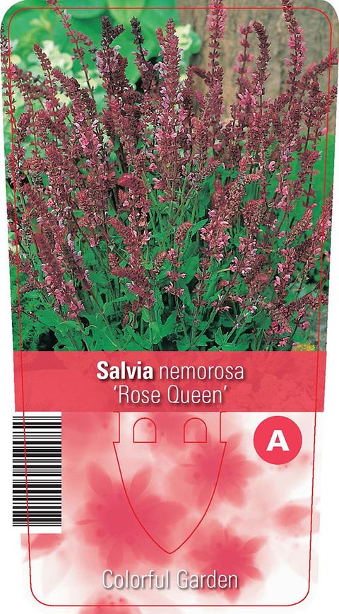Salvia nemorosa 'Rose Queen'