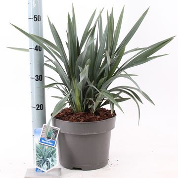 Dianella BLUE STREAM