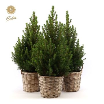 Picea glauca DECEMBER