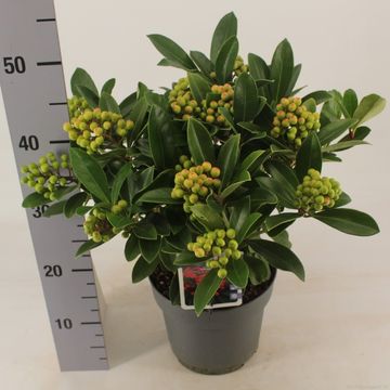 Skimmia japonica 'Temptation'