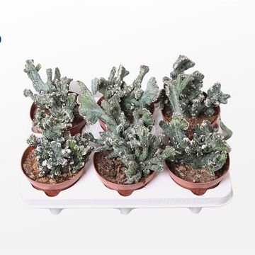 Monvillea spegazzinii cristata