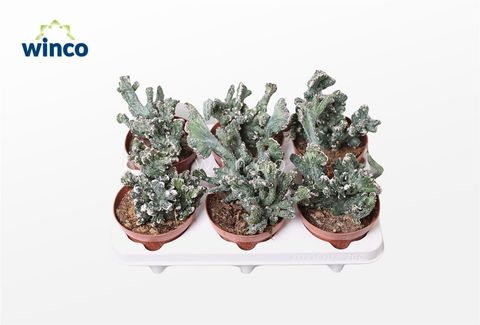 Monvillea spegazzinii cristata