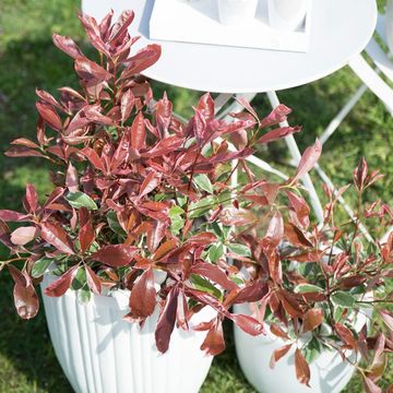 Photinia MIX