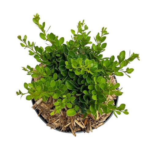 Berberis thunbergii 'Kobold'