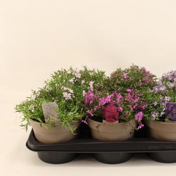 Phlox SUBULATA MIX