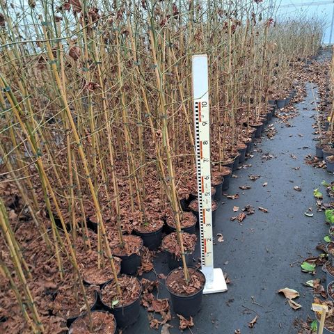 Liquidambar styraciflua