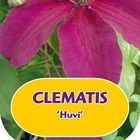 Clematis 'Huvi' (LL)