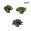 Campanula MIX