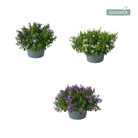 Campanula MIX