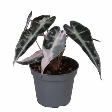 Alocasia 'Bambino Pink Variegata'