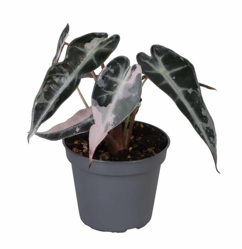 Alocasia 'Bambino Pink Variegata'