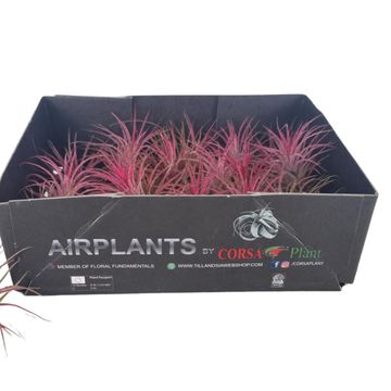 Tillandsia ionantha